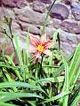 F20 lis de jardin emeraucale de regis vankokte 